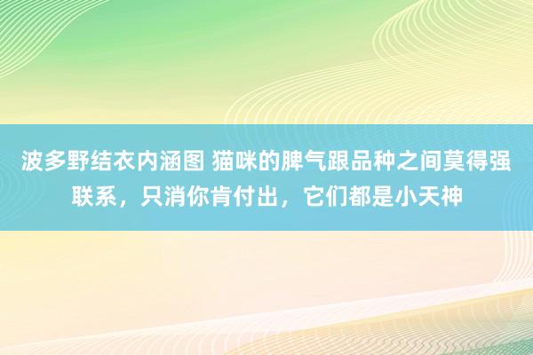 波多野结衣内涵图 猫咪的脾气跟品种之间莫得强联系，只消你肯付出，它们都是小天神